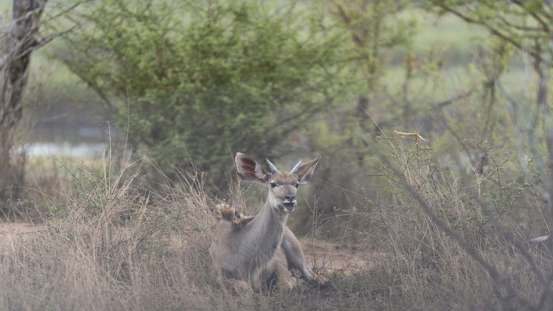 Kruger25 2025 10 31 10 08 08 ILCE 9M3 1516